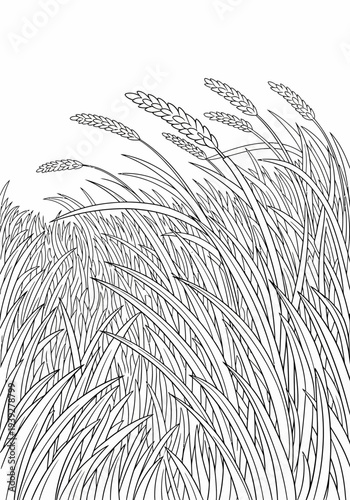 Vector illustration of wheat or barley grass in a field with long blades and ears in a simple black and white design.