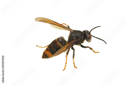 Photos Asian hornet isolated on white background