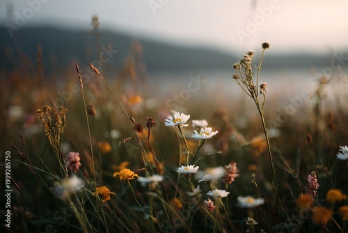 Beautiful wildflowers on a green meadow. Warm summer evening