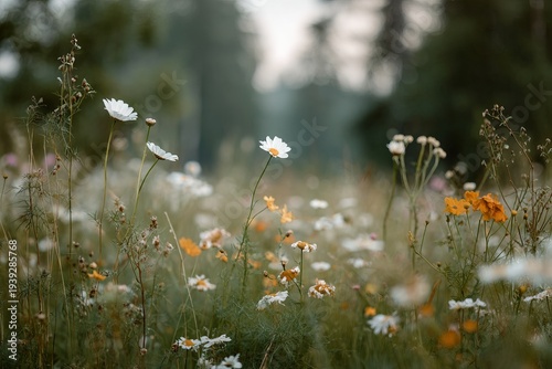 Beautiful wildflowers on a green meadow. Warm summer evening