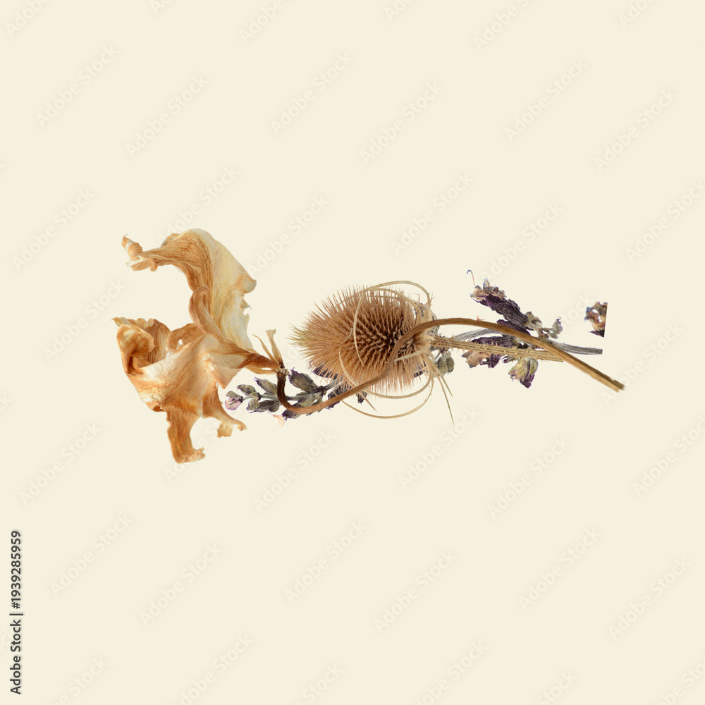 Fototapeta premium Minimal Floral Background with Copy Space – Dried Parrot Tulip and Teasel Head Central Composition on Warm Beige