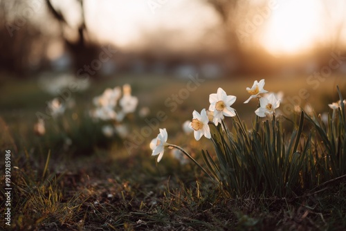 Springtime. Spring Flowers in Sunlight. Outdoor Nature In Spring
