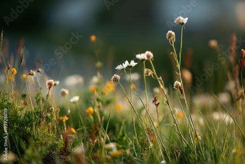 Beautiful wildflowers on a green meadow. Warm summer evening
