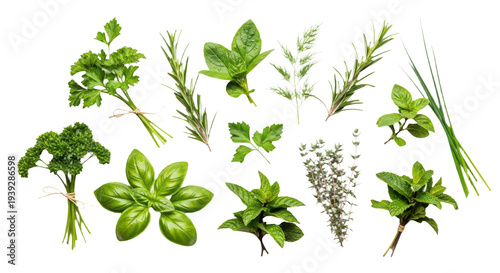 Fresh herbs collection isolated on transparent background