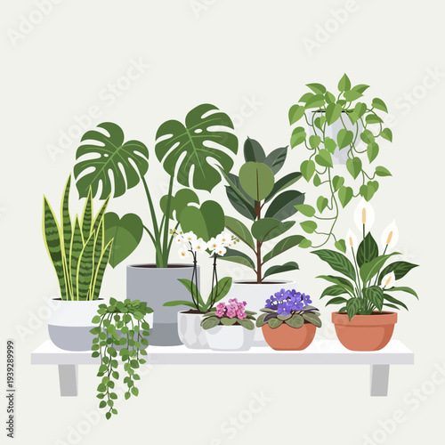 Assortment of Potted Houseplants on a Shelf