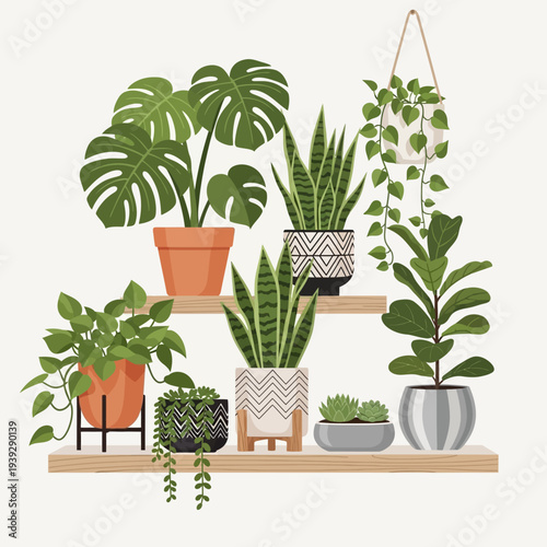 Collection of houseplants in decorative pots on shelves, indoor green plants, home decor