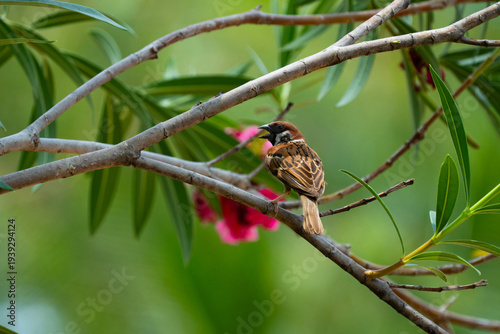 Eurasian tree sparrow sitting on tree branch with green leaves and soft background bokeh in natural daylight, wildlife bird in tropical garden.