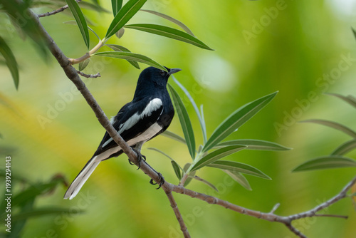 Oriental magpie robin sitting on a tree branch with green natural background and soft bokeh in tropical outdoor environment.