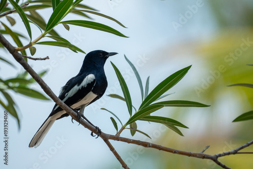 A black and white oriental magpie robin sitting on a branch with green leaves and soft natural background bokeh in tropical outdoor environment.