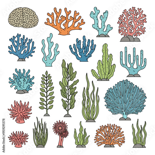 Colorful Coral Reef Collection: Brain, Branching, and Seaweed Illustrations