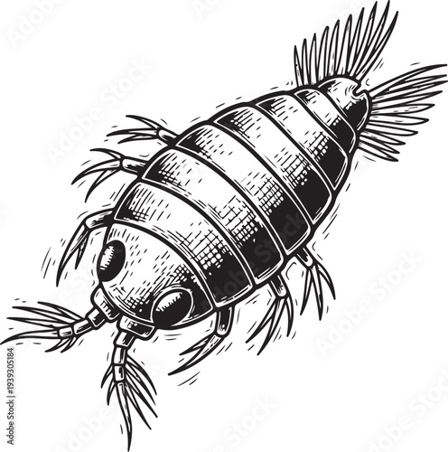 shrimp hand drawn simple sketch vector illustration