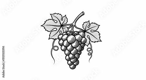 Bunch of Grapes with Leaves Illustration.