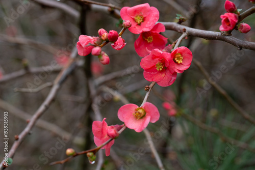 Detail of pretty pink flowers of a Japanese quince Chaenomeles japonica covered in raindrops