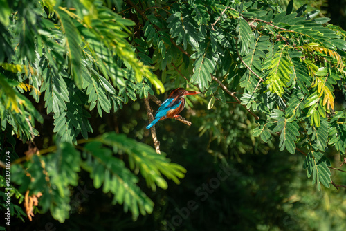 White-throated Kingfisher Perched on Tree Branch Among Green Leaves