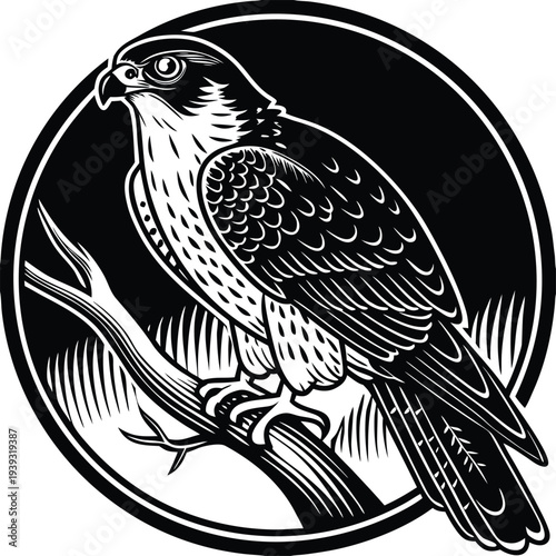 Vector illustration of a falcon bird on a branch in black and white