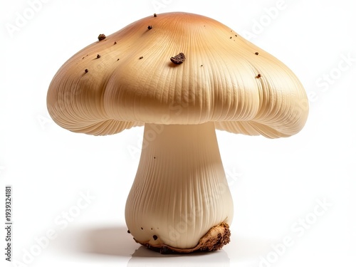 A single mushroom sits on a white surface