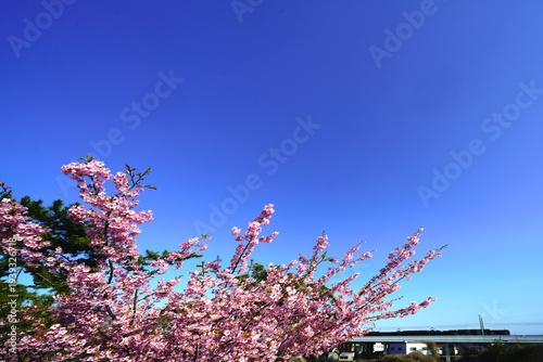 Wallpaper Mural 青空に映える河津桜と京阪電車 Torontodigital.ca