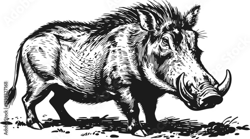 Wild boar standing on the ground with detailed fur and large tusks in black and white