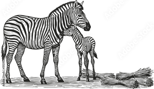 Mother zebra and foal standing together near dry grass bundles, black and white wildlife illustration