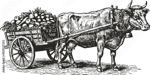 Ox pulling a wooden cart filled with fresh fruits in a vintage engraved illustration