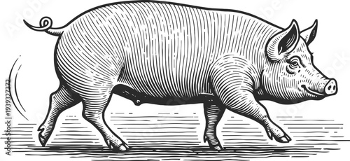 Vintage engraving of a walking pig with curled tail and detailed fur lines