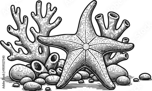 Starfish and coral arrangement with round stones in black and white vintage engraving marine illustration