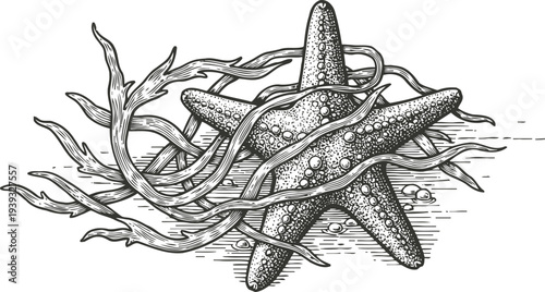 Hand drawn starfish illustration with seaweed on a textured ocean floor background