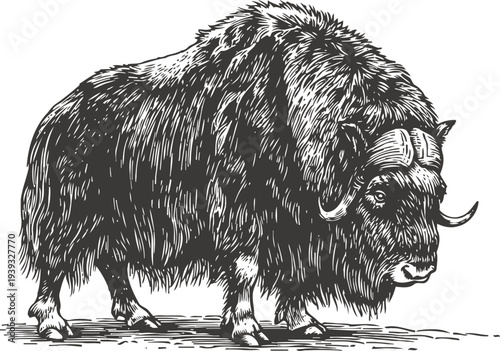 musk ox detailed black and white illustration wild animal with thick fur and curved horns in natural pose