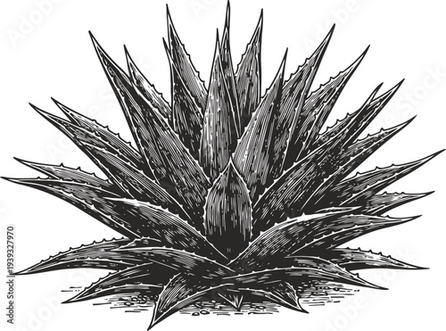 Detailed vintage engraving of an agave plant with spiky leaves and textured shading