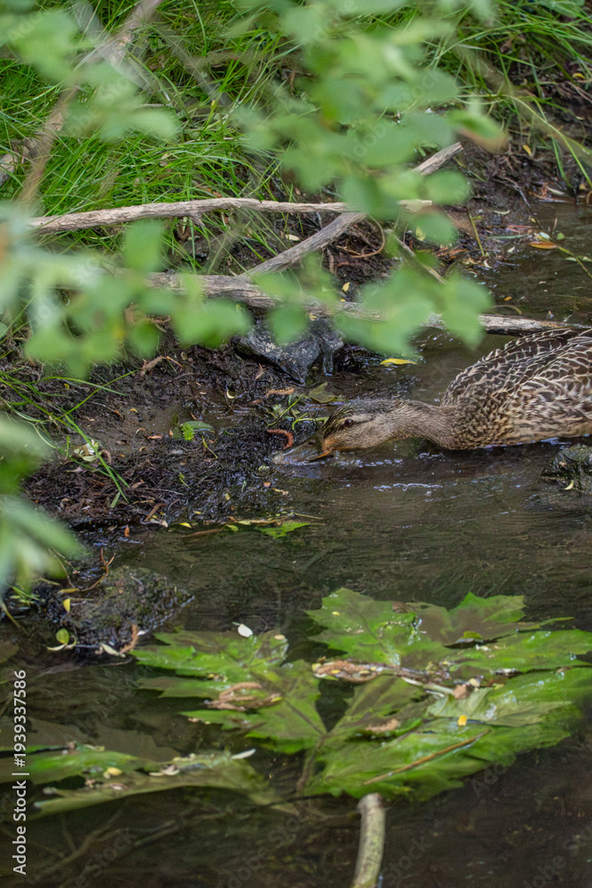 Obraz premium Female mallard duck (Anas platyrhynchos) foraging along a small forest stream bank. Wild waterfowl searching for food in natural freshwater habitat surrounded by green vegetation.