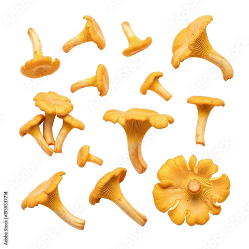 Chanterelle mushrooms isolated on white background