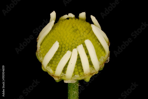 Scented Mayweed (Matricaria chamomilla). Emerging Capitulum Closeup