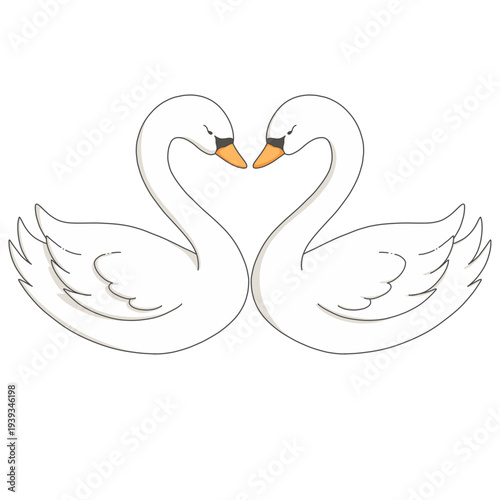 Two white couple swans bonding together wedding symbol for romantic occasion