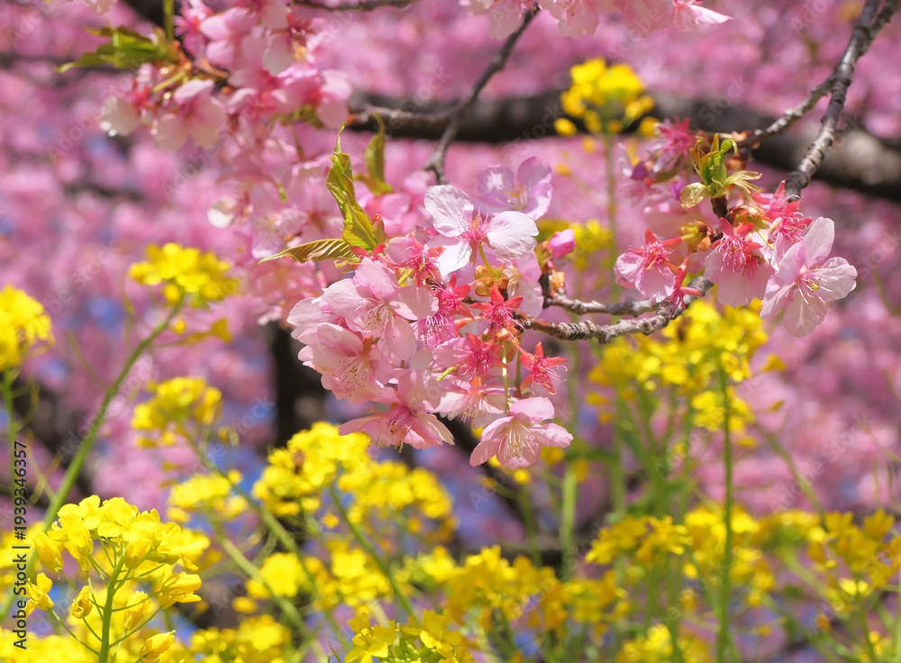 Obraz premium 箕郷梅林の河津桜と菜の花