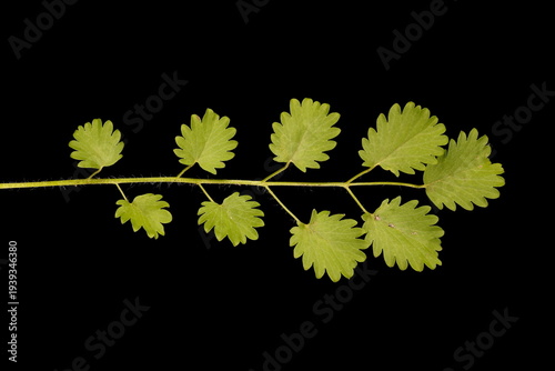 Salad Burnet (Sanguisorba minor). Basal Leaf Closeup