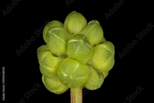 Salad Burnet (Sanguisorba minor). Emerging Inflorescence Closeup