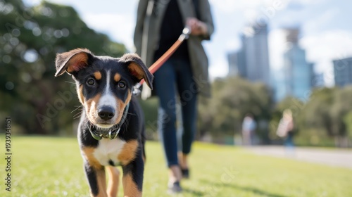 Young dog walking on leash in park with city skyline background  