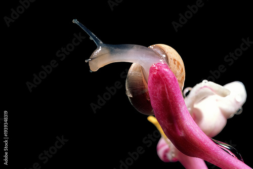 snail crawling on a pink flower, likely captured using macro photography to show intricate details Sardinia. Italy