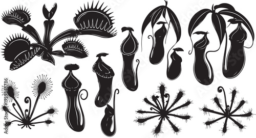 Exotic carnivorous pitcher plants and venus flytraps vector illustration, black and white flat design botanical art