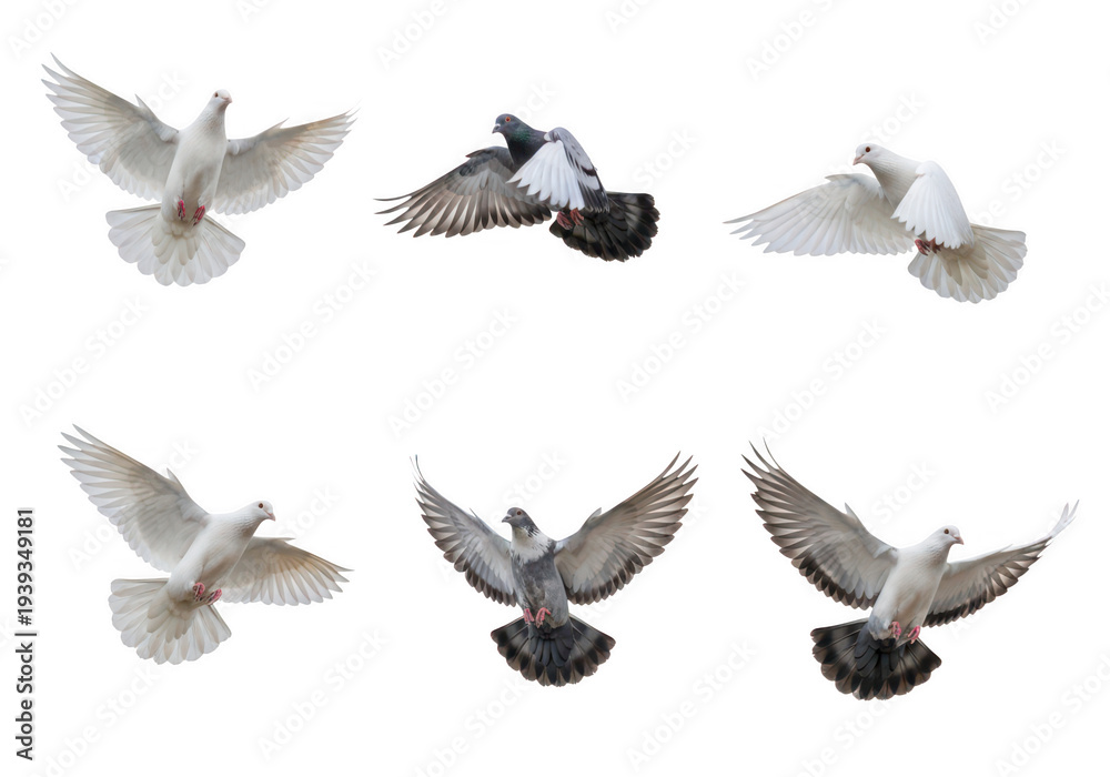 Fototapeta premium Six white doves in different flying positions isolated on transparent background