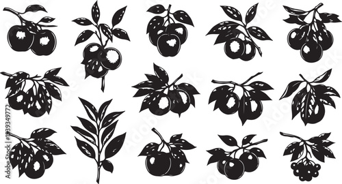 Blackberry fruit and leaves set isolated on white background vector illustration flat design