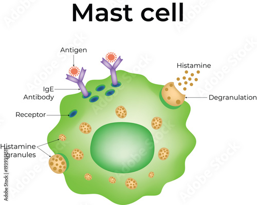 Mast Cell Allergic Reaction Immunology Diagram with Histamine Release and IgE Antibody Vector Illustration