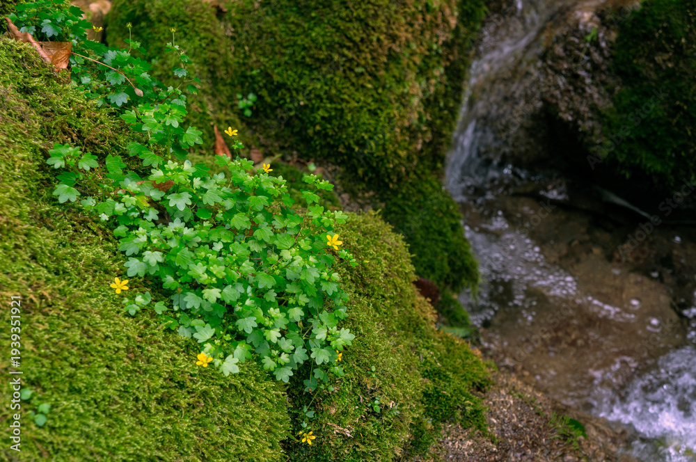 Fototapeta premium Small yellow wildflowers and green plants growing on a mossy rock
