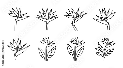 collection of bird of paradise, minimal thin icon vector set , white background , PNG and SVG isolate