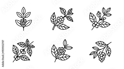 collection of coffee bean branch, minimal thin icon vector set , white background , PNG and SVG isolate