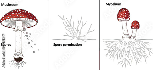 Mushroom Life Cycle Diagram with Spores Germination Mycelium and Fruiting Body Fungi Biology Vector Illustration