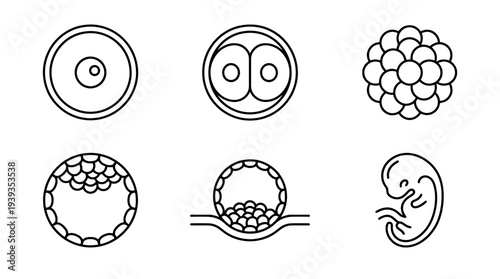 collection of embryo, minimal thin icon vector set , white background , PNG and SVG isolate