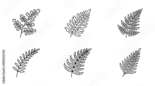 collection of fern leaf, minimal thin icon vector set , white background , PNG and SVG isolate
