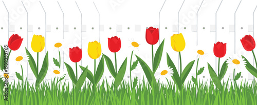 Spring garden border with red and yellow tulips grass and white fence vector illustration floral nature background