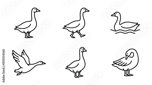 collection of goose, minimal thin icon vector set , white background , PNG and SVG isolate